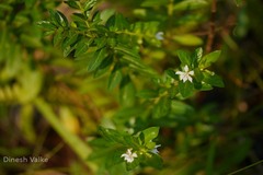 Cuphea hyssopifolia